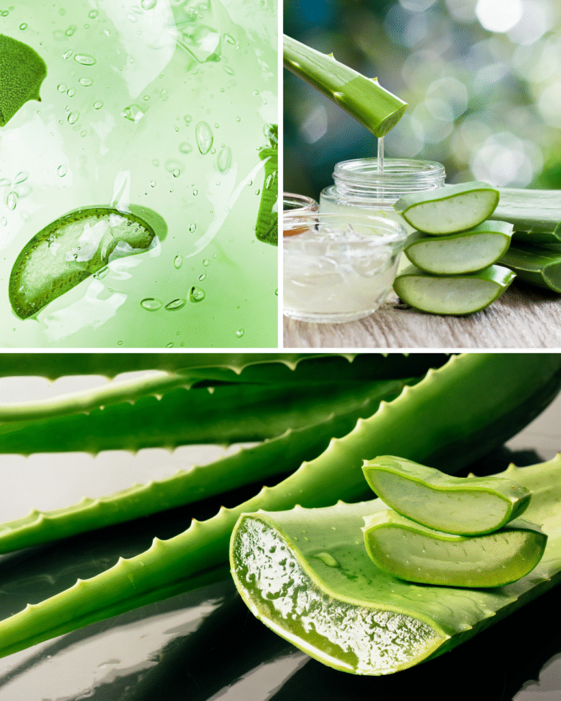 Aloe Vera Aman untuk Kulit Sensitif? Mitos yang Masih Banyak Dipercaya