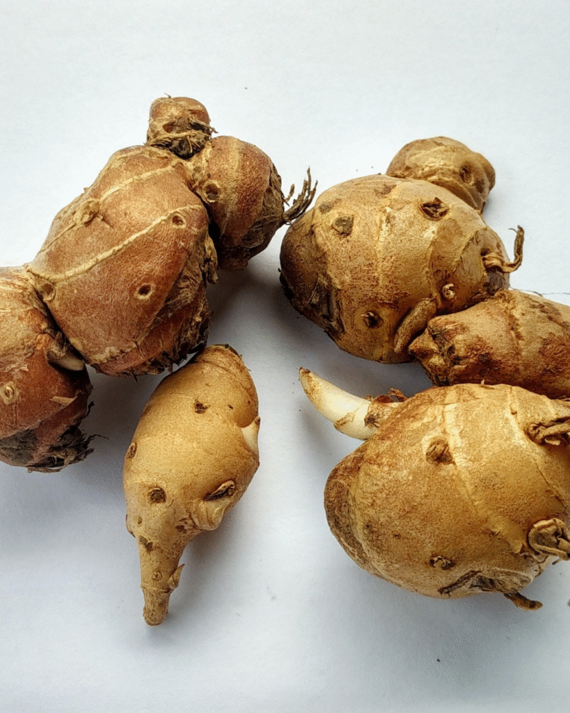 Kencur: Si Kecil Pedas yang Bisa Bikin Lemak Kabur dan Wajah Nggak Kusam